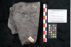 Foto (Objekt + Etikett) von Plantae indet.  (NHMW-GEO-2024-0188-11520)